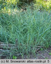 Panicum virgatum Prairie Sky