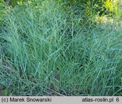 Panicum virgatum Prairie Sky