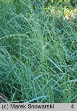 Panicum virgatum Prairie Sky