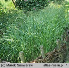 Panicum virgatum Rehbraun