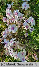 Phlox paniculata Flame Light Blue