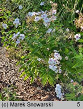 Phlox paniculata Flame Light Blue