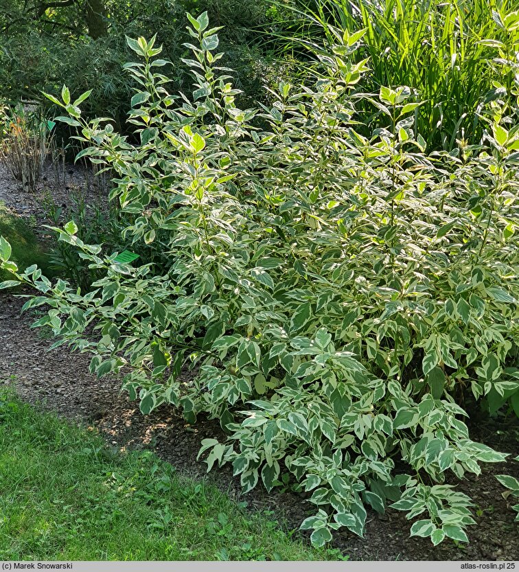 Cornus sericea Silver and Gold