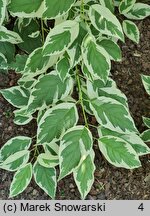 Cornus sericea Silver and Gold