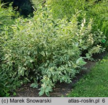 Cornus sericea Silver and Gold