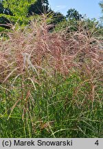 Miscanthus sinensis Weisse Wolke