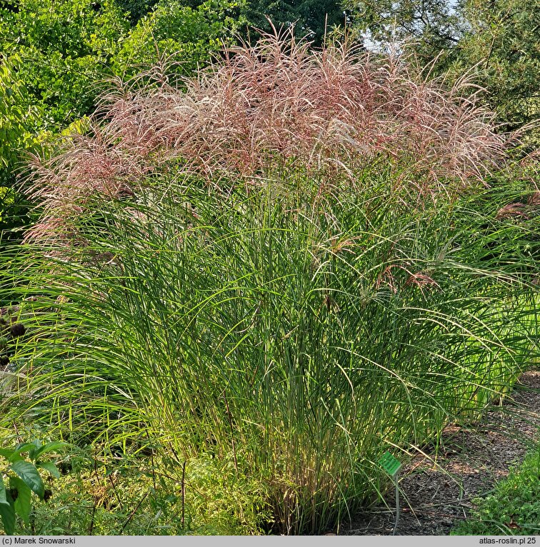 Miscanthus sinensis Weisse Wolke