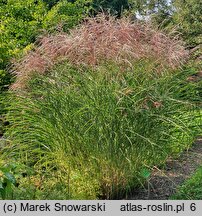 Miscanthus sinensis Weisse Wolke