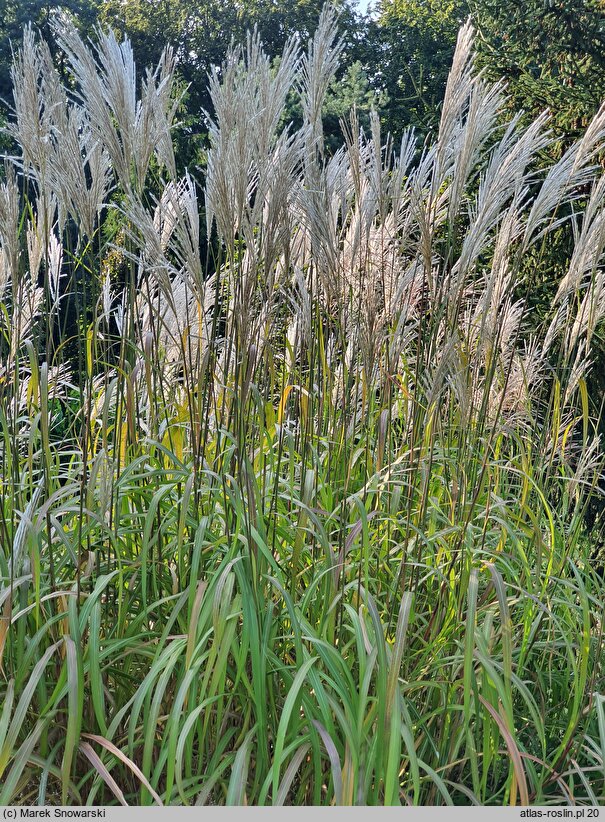 Miscanthus sinensis Nishidake