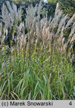 Miscanthus sinensis Nishidake