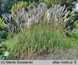 Miscanthus sinensis Nishidake