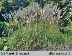 Miscanthus sinensis Nishidake