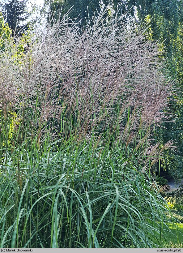 Miscanthus sinensis Prof. Richard Hansen