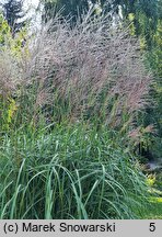 Miscanthus sinensis Prof. Richard Hansen