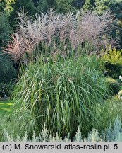 Miscanthus sinensis Prof. Richard Hansen