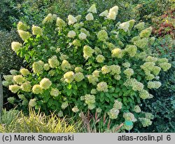 Hydrangea paniculata Zwijnenburg