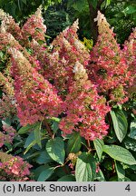 Hydrangea paniculata Baby Lace