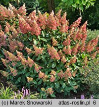 Hydrangea paniculata Baby Lace