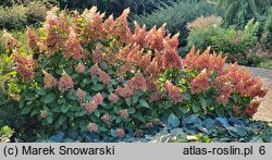 Hydrangea paniculata Baby Lace