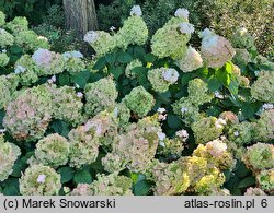 Hydrangea paniculata Kolmamon