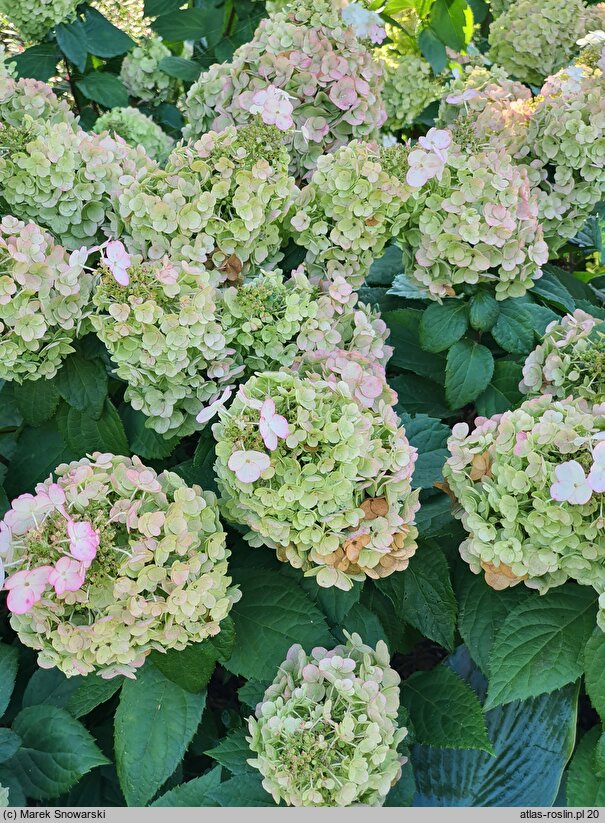 Hydrangea paniculata Kolmamon