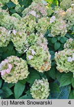 Hydrangea paniculata Kolmamon