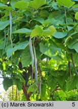 Catalpa speciosa (surmia wielkokwiatowa)