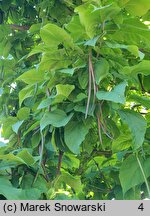 Catalpa speciosa (surmia wielkokwiatowa)