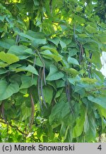 Catalpa speciosa (surmia wielkokwiatowa)