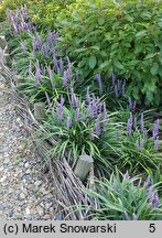 Liriope muscari Moneymaker