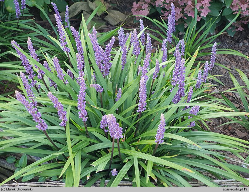 Liriope muscari Moneymaker