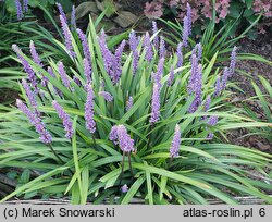 Liriope muscari Moneymaker