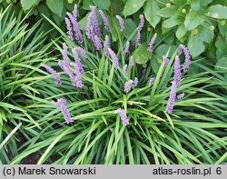 Liriope muscari Moneymaker