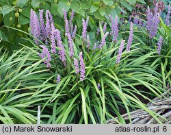 Liriope muscari Moneymaker