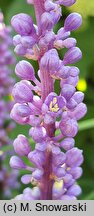 Liriope muscari Moneymaker