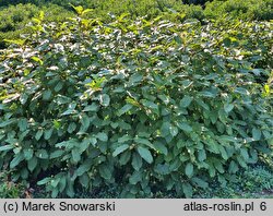 Cephalanthus occidentalis Moonlight Fantasy