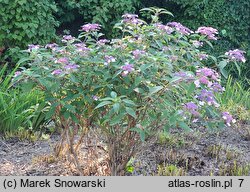 Hydrangea aspera The Ditch
