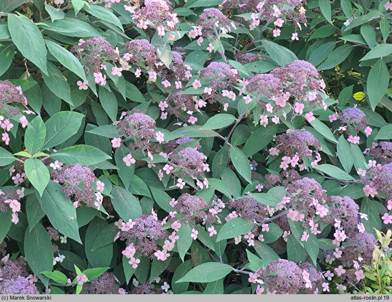 Hydrangea aspera Velvet and Lace