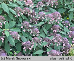 Hydrangea aspera Velvet and Lace