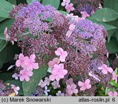 Hydrangea aspera Velvet and Lace