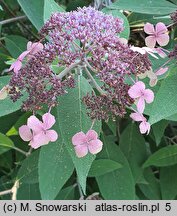 Hydrangea aspera Velvet and Lace