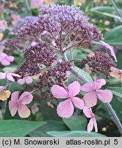 Hydrangea aspera Velvet and Lace