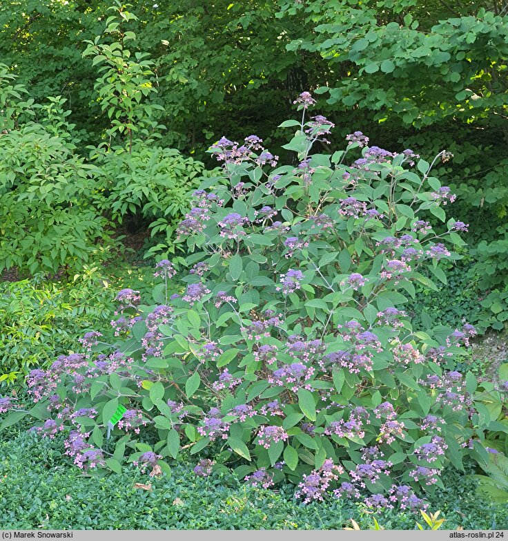 Hydrangea aspera The Ditch