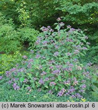 Hydrangea aspera The Ditch