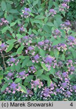 Hydrangea aspera The Ditch