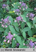 Hydrangea aspera The Ditch