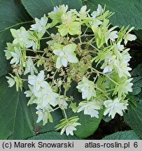 Hydrangea involucrata Mihara-kokonoe