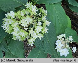 Hydrangea involucrata Mihara-kokonoe