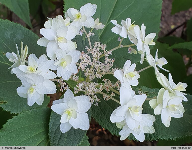 Hydrangea involucrata Mihara-kokonoe