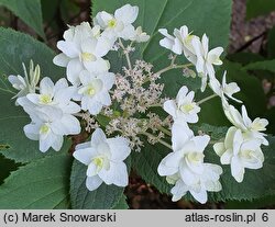 Hydrangea involucrata Mihara-kokonoe